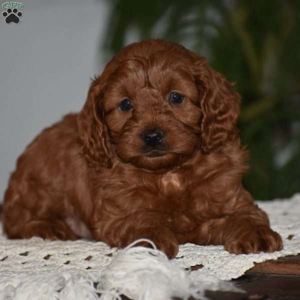 Maggie, Cavapoo Puppy